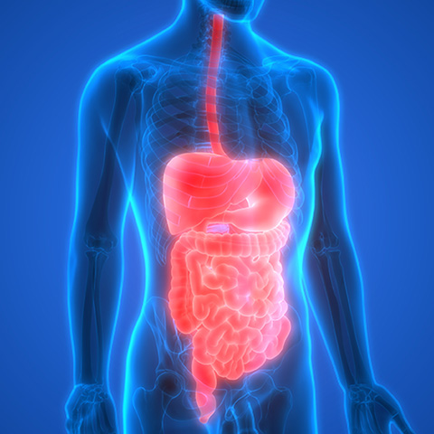 Gastroenterology Procedures